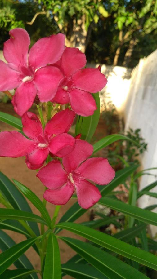 Umaya Holiday Home Anuradhapura Eksteriør billede
